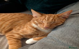 Mixed Breed cats for sale: GORGEOUS ginger and white tabby kitten to go ASAP - Image 5