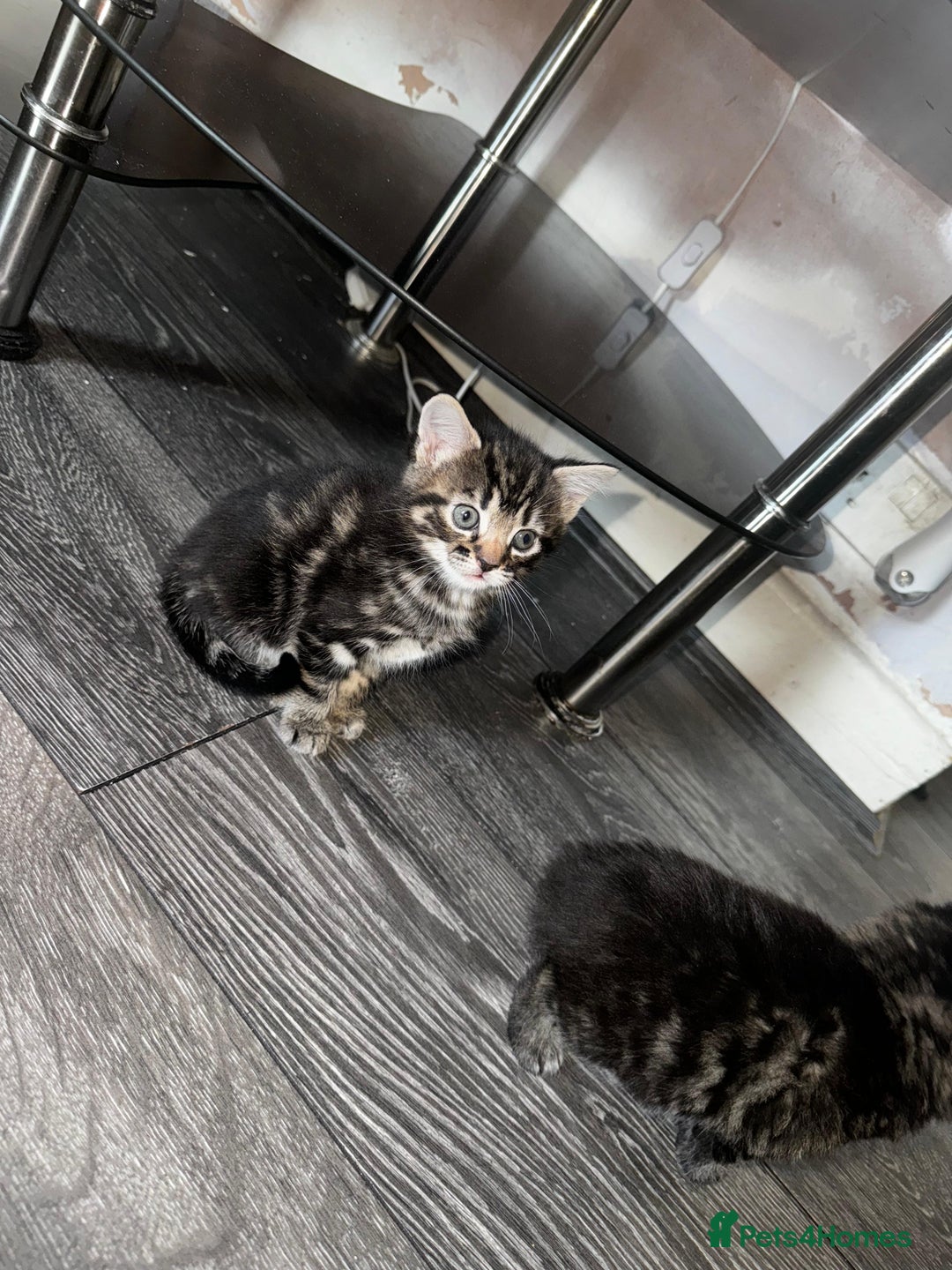 Mixed Breed cats for sale: 2 male 2 female beautiful kittens - Advert 27