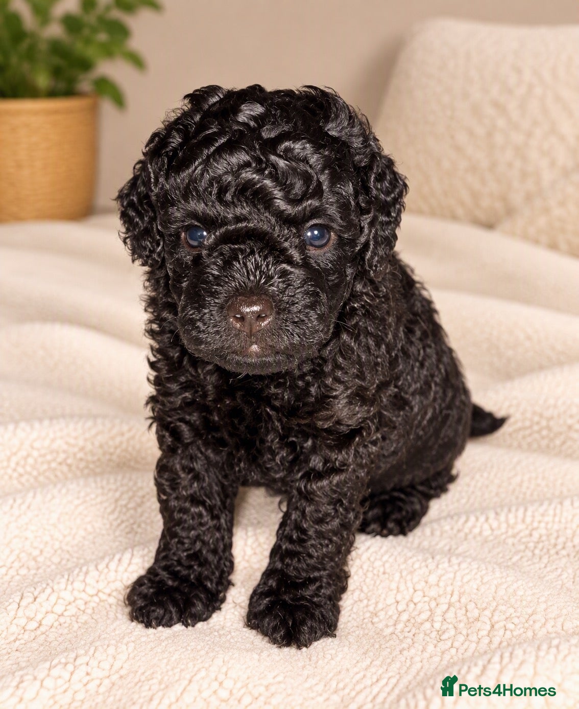 Toy Poodle dogs Gorgeous Purebred Toy Poodle  - Advert 2