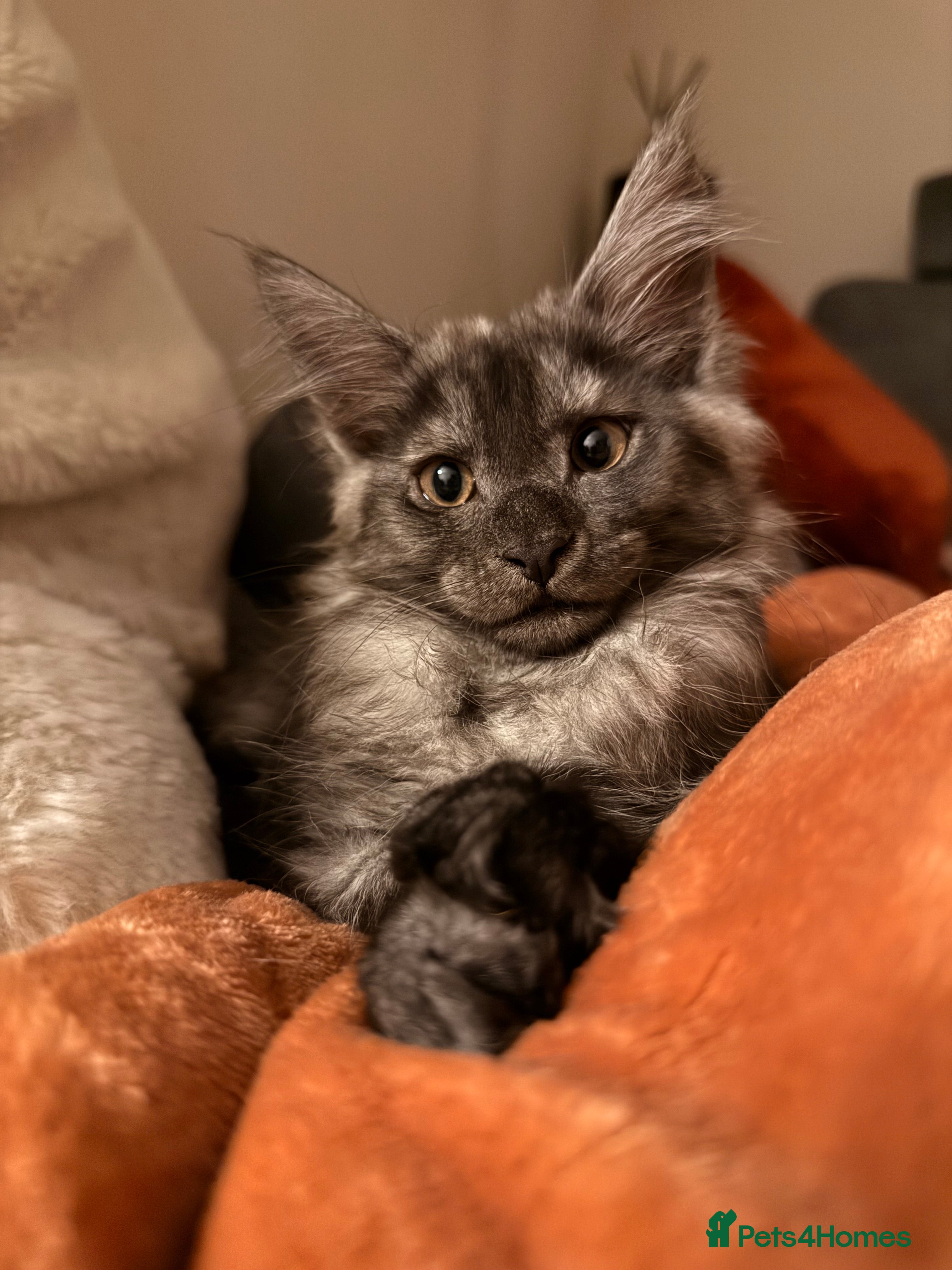 Maine Coon cats 6 remaining kittens - Advert 17