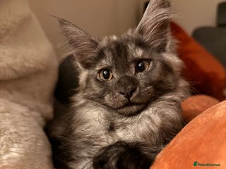 Maine Coon cats 6 remaining kittens - Advert 17