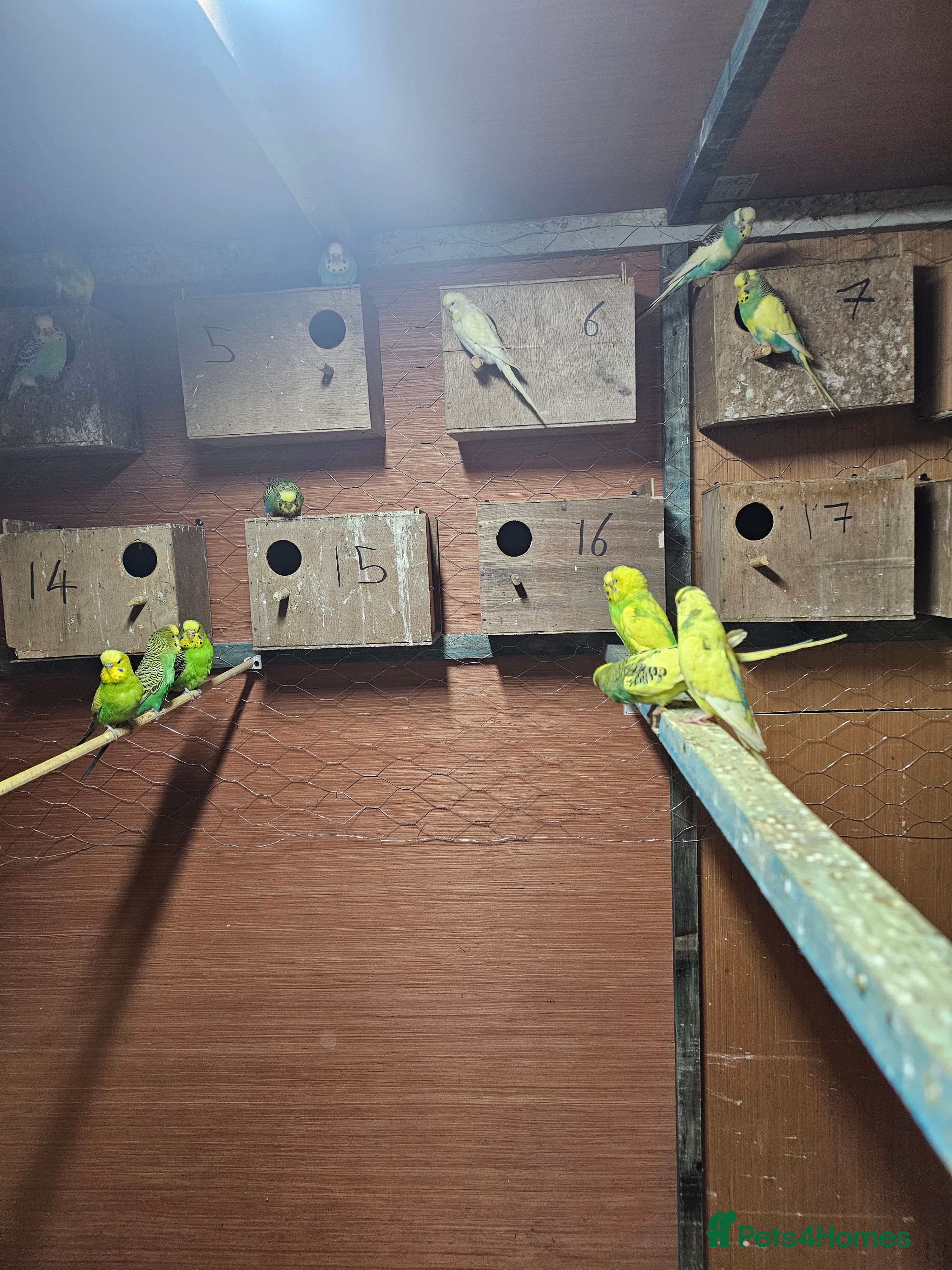 Budgerigars birds Budgie baby - Advert 14