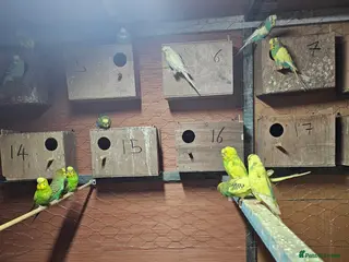 Budgerigars birds Budgie baby - Advert 14