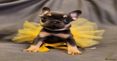 French Bulldog dogs - Advert 2