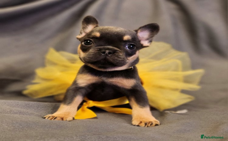 French Bulldog dogs - Advert 2