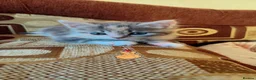 Domestic Shorthair cats for sale: Domestic Shorthair - Advert 3