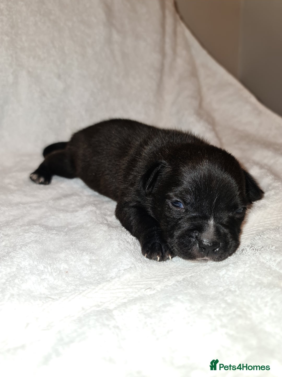 Staffordshire Bull Terrier dogs for sale: Adorable champion bred black staffys puppy's  - Image 4