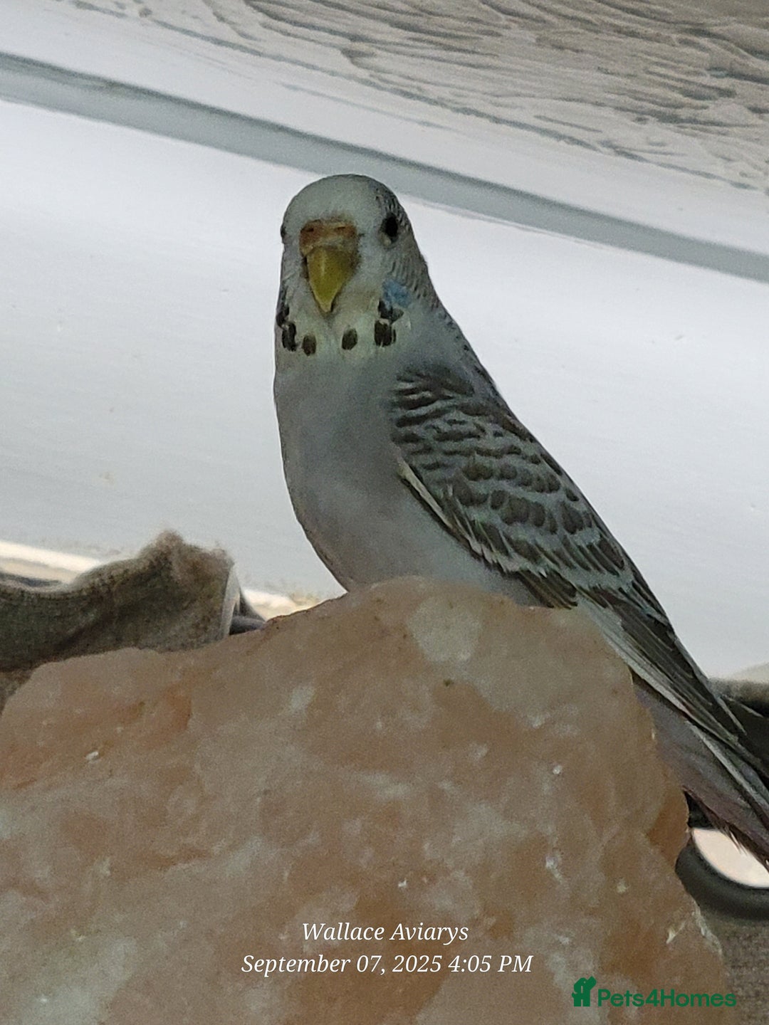 Budgerigars birds for sale: Young budgies  - Image 5