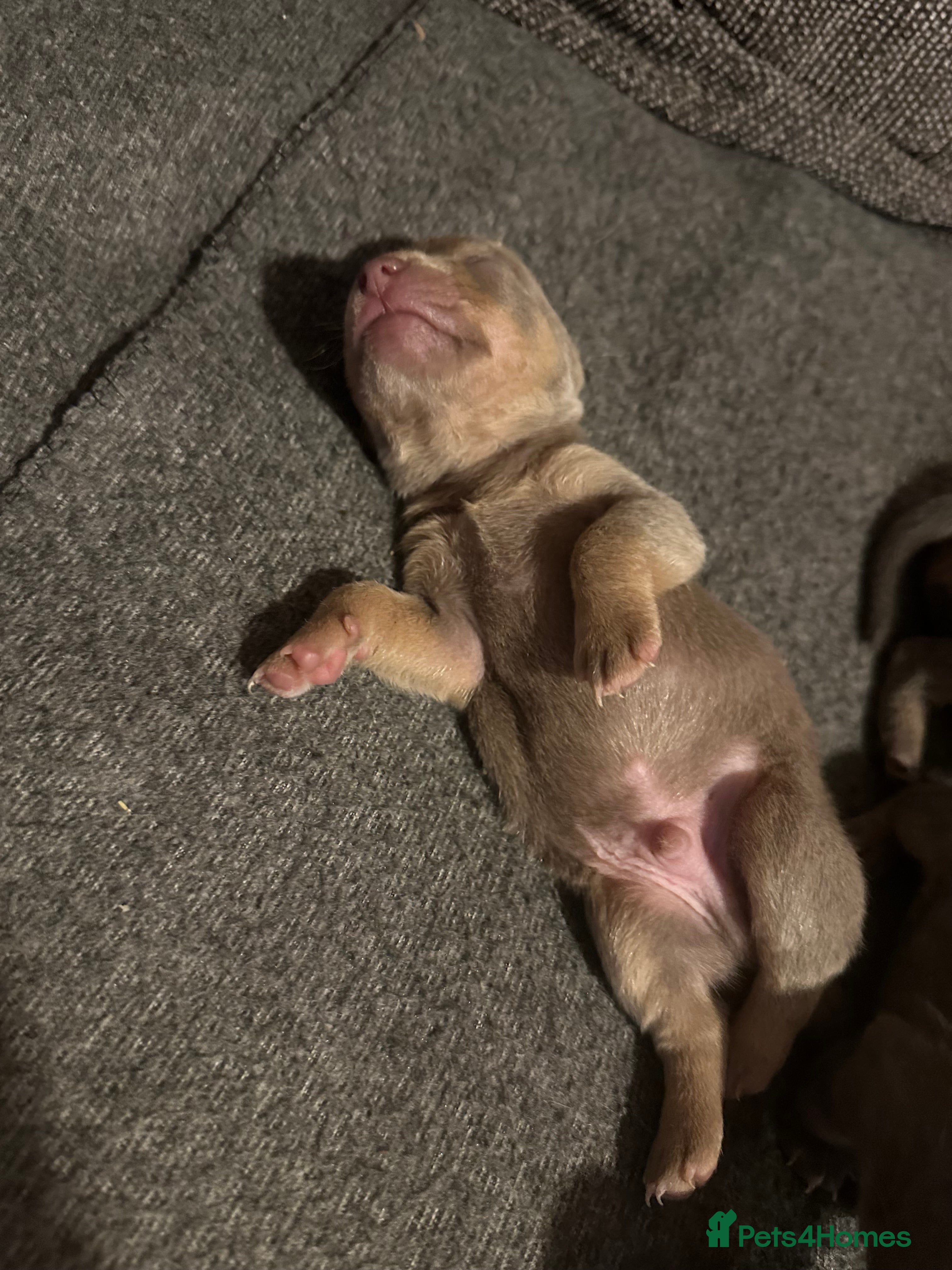 Jack Russell dogs Jack Russel puppies  - Advert 1