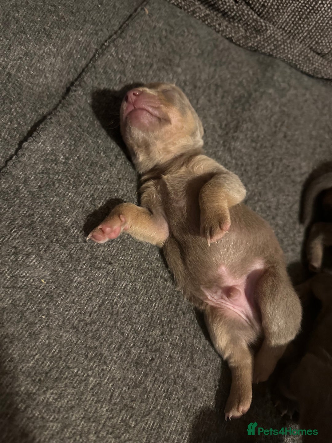 Jack Russell dogs for sale: Jack Russel puppies  - Advert 1