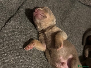 Jack Russell dogs Jack Russel puppies - Advert 1