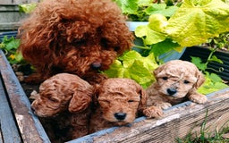 Toy Poodle dogs for sale: Charming Toy Poodle Puppies - Image 5