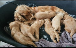 Cocker Spaniel dogs for sale: Stunning! Golden Kc Show Type Cocker Spaniels. - Advert 20