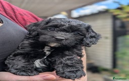 Cockapoo dogs for sale: We have Four Beautiful Cockerpoo Puppies Available - Image 9