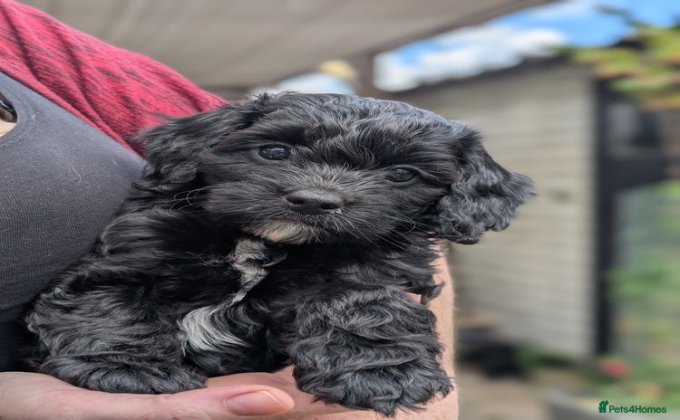 Cockapoo dogs - Advert 1