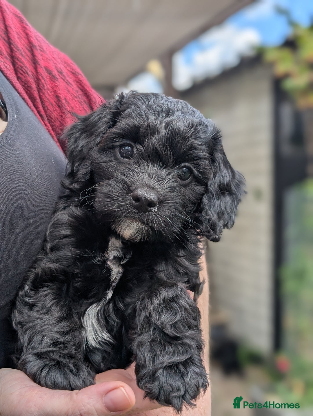 Cockapoo dogs for sale: We have Four Beautiful Cockerpoo Puppies Available - Image 9