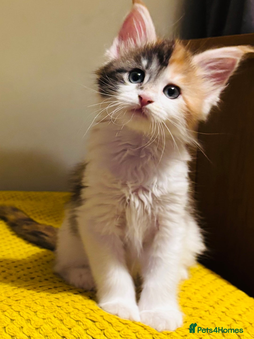 Maine Coon cats for sale: Beautiful Maine coon kittens  - Advert 11