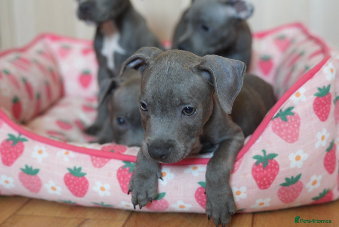 Staffordshire Bull Terrier dogs for sale: 🧸 Adorable Staffy puppies 🧸 - Image 9