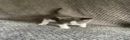 Domestic Shorthair cats for sale: Gorgeous Grey and White Kittens For Sale - Advert 3