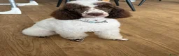 Miniature Poodle dogs for sale: Beautiful parti miniature poodle - Advert 8