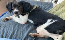 Brittany Spaniel dogs for adoption: Adorable, affectionate Clara-Camberley, Surrey  - Image 5