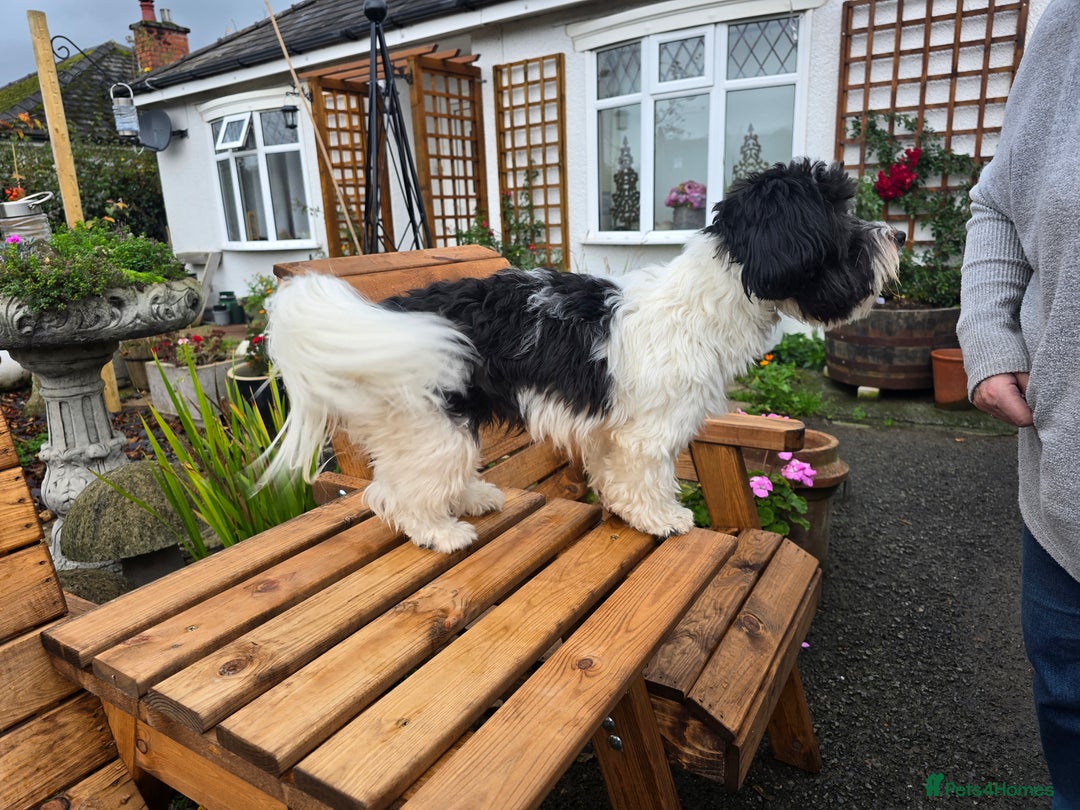 Havanese dogs for stud: KC Registered Havanese Stud - Advert 3