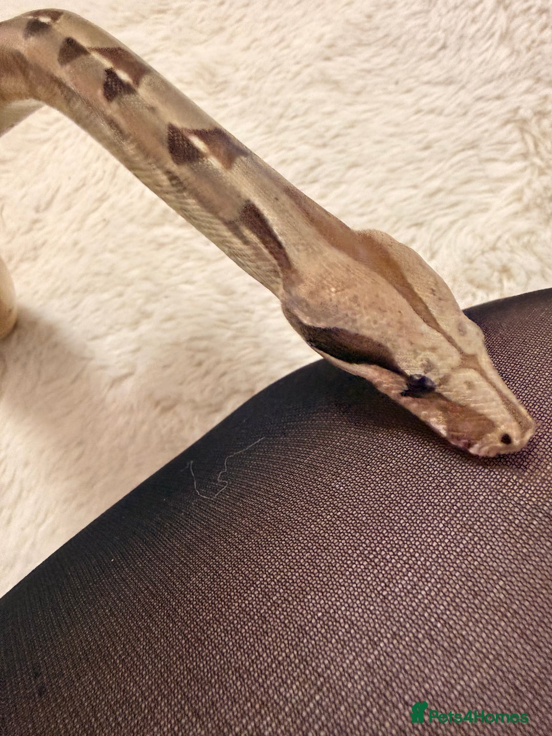 Boa Snake reptiles for sale: Female boa & full set up  - Advert 6