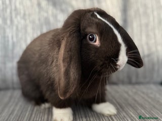 Mini Lop rabbits Beautiful Mini Lop Boy (Buck) - Advert 18