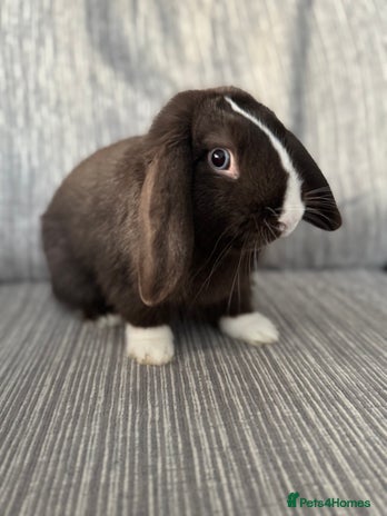 Mini Lop rabbits - Advert 1