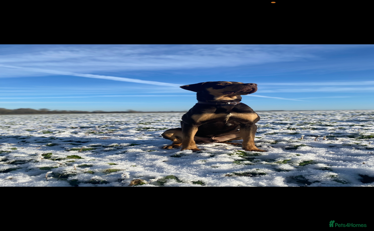 Mixed Breed dogs - Advert 8