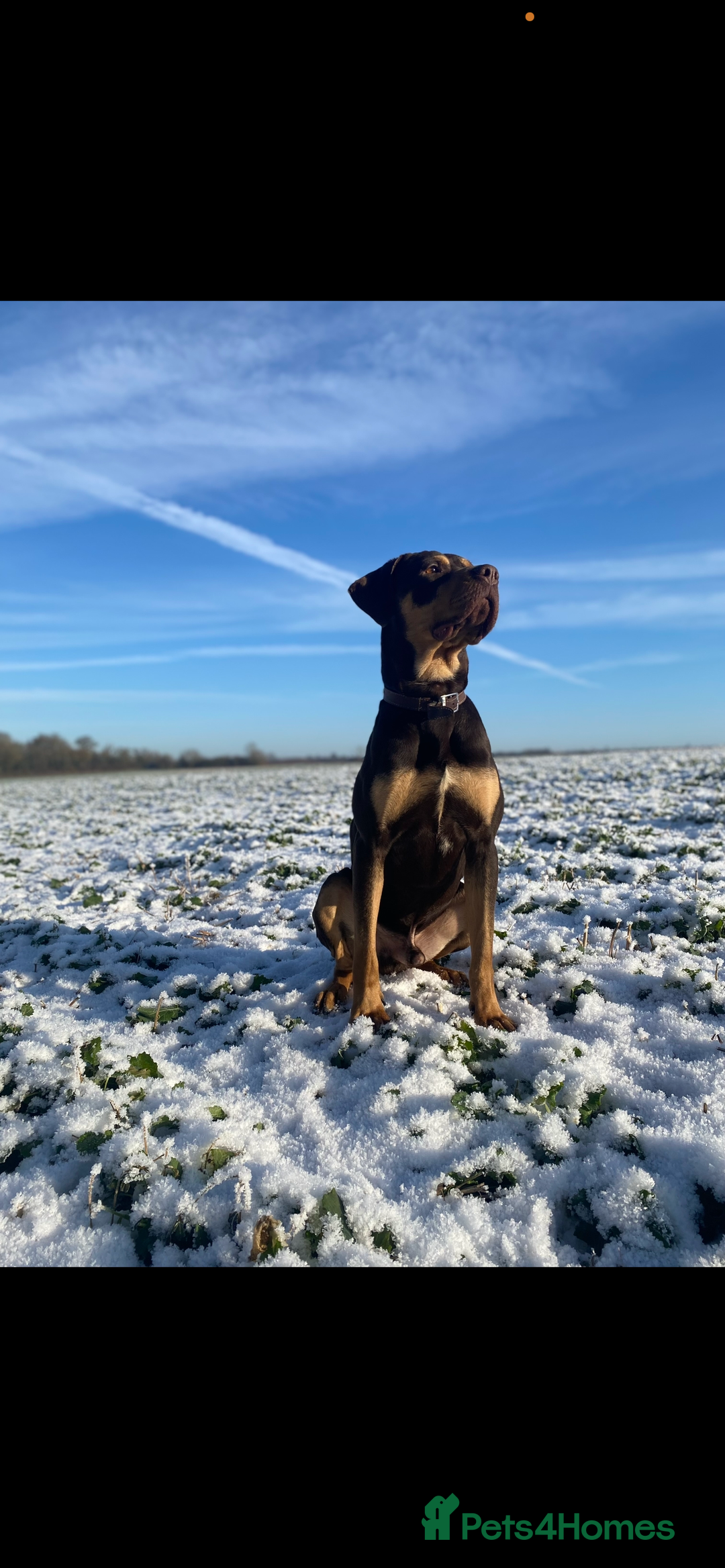 Mixed Breed dogs for sale: 🐾 Loving Dog Looking For His Forever Home 🐾 - Image 1