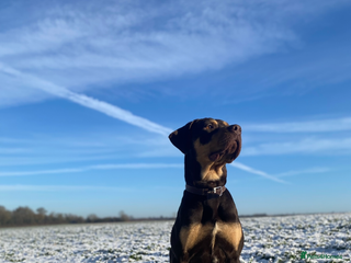 Mixed Breed dogs - Advert 25