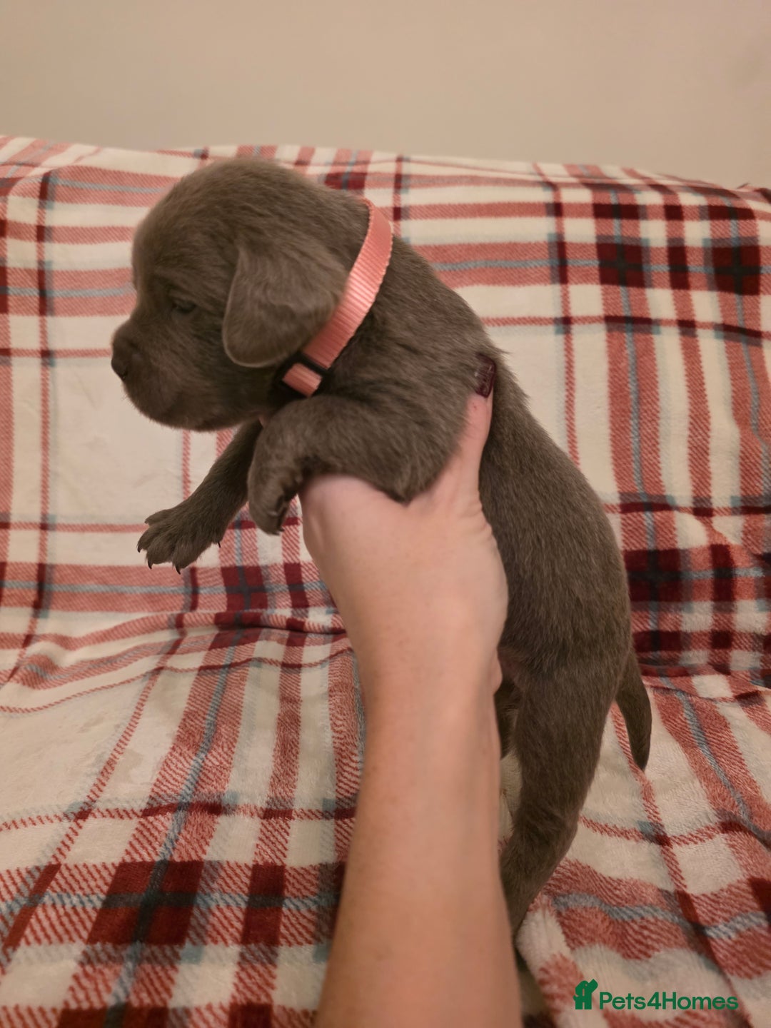 Labrador Retriever dogs for sale: Silver Labrador Puppies For Sale - Advert 32