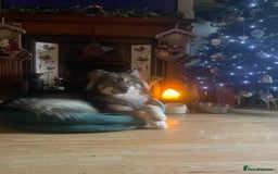 Mixed Breed dogs for stud: HuskyXMalamute - Not for sale Stud only  - Image 3