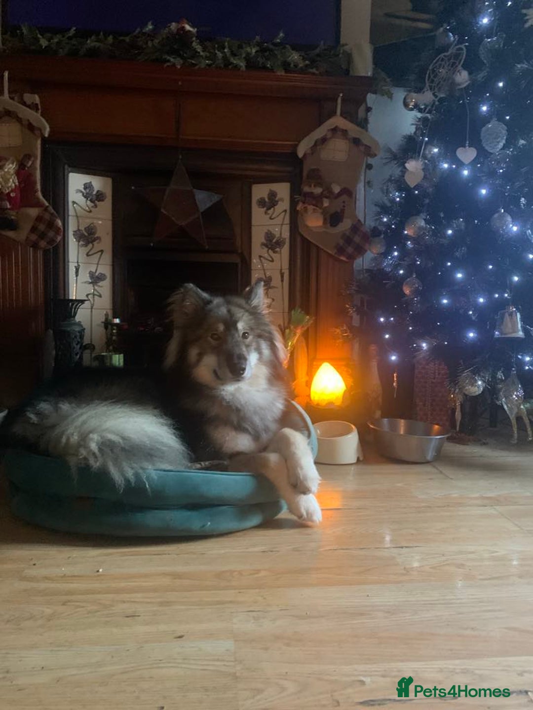 Mixed Breed dogs for stud: HuskyXMalamute - Not for sale Stud only  - Image 3