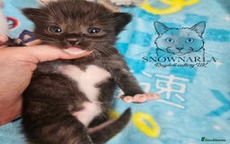 Ragdoll cats for sale: 5 Tica Boys Chocolate Point, Black Solid Mit,Blue  - Image 14