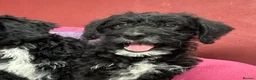 Bordoodle dogs for sale: Intelligent, affectionate, and low-shedding breed - Advert 3
