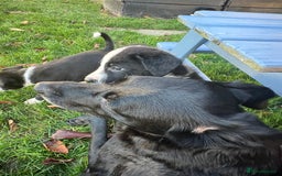 Border Collie dogs for sale: Sheepdog puppies - Advert 9