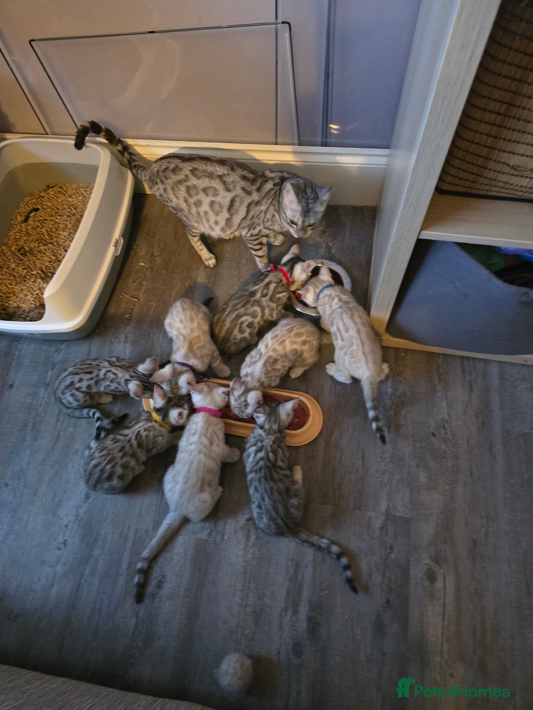 Bengal cats for sale: TICA Champion Bengal Kittens  - Image 15