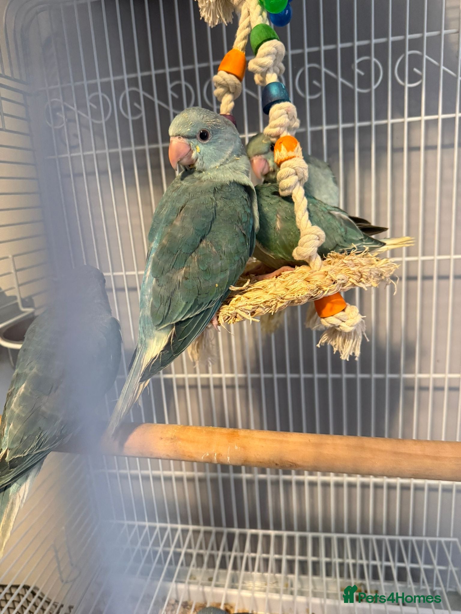 Ringnecks birds Hand Reared Baby Indian Ringnecks  - Advert 1