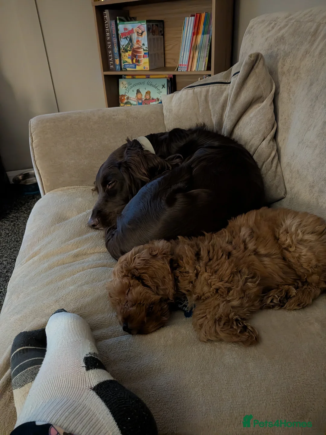 Cockapoo dogs for sale: 15 week cockapoo puppy  - Advert 3