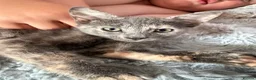 Mixed Breed cats for sale: Kittens  in Northampton - Advert 3