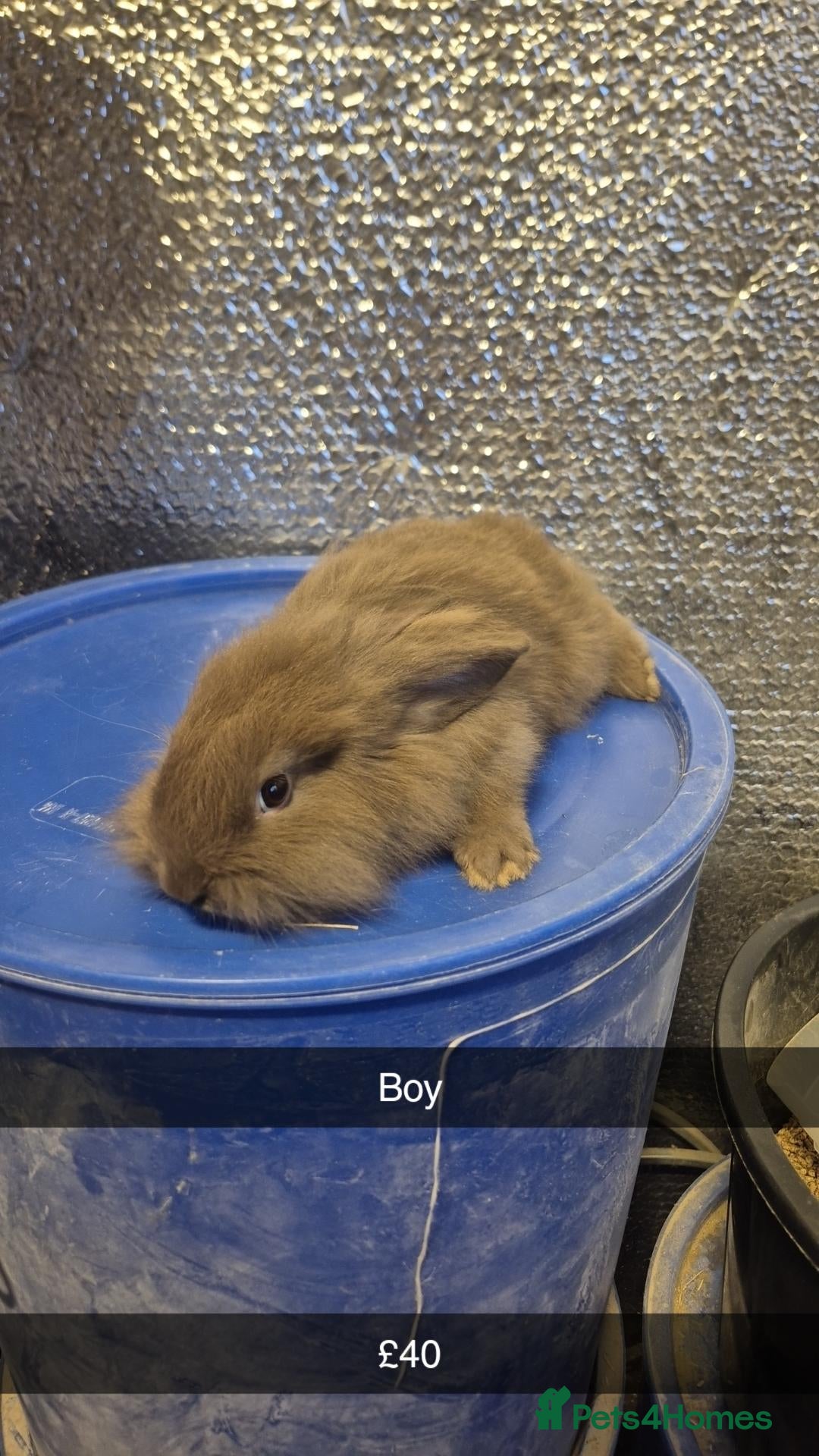 Mixed Breed rabbits Baby Lionhead Rabbits 8 week old, handled daily  - Advert 11