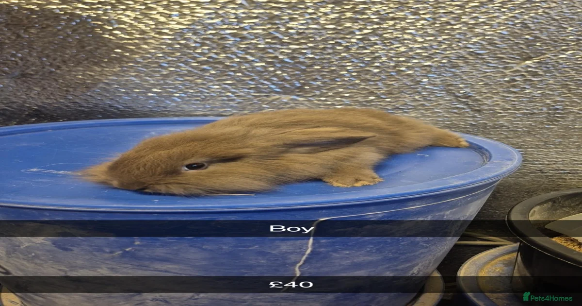 Rabbits for Sale for sale in England | Pets4Homes