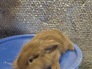 Mixed Breed rabbits Baby Lionhead Rabbits 8 week old, handled daily - Advert 16