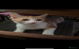 Domestic Shorthair cats for sale: Unique & Beautiful Tabby kitten - Image 4