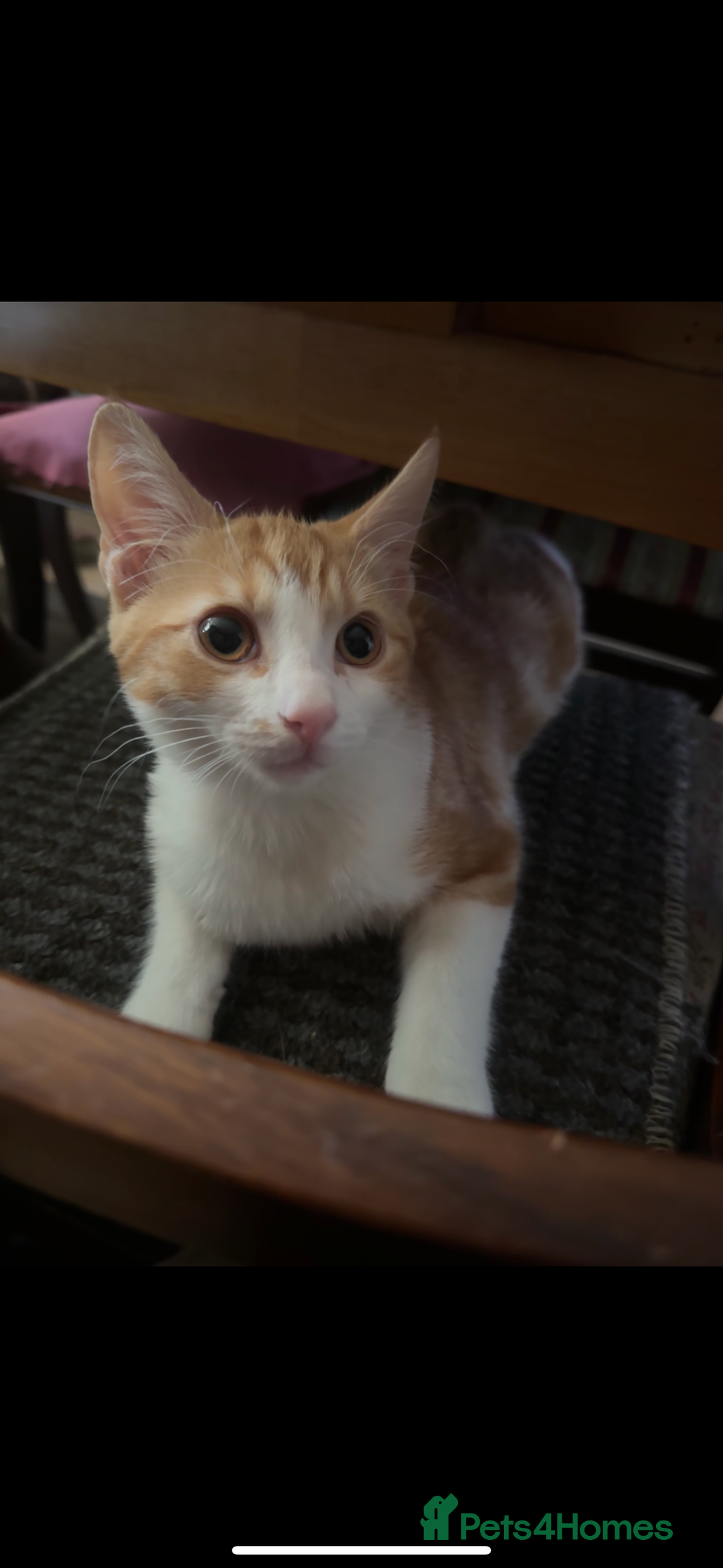 Domestic Shorthair cats for sale: Unique & Beautiful Tabby kitten - Image 4