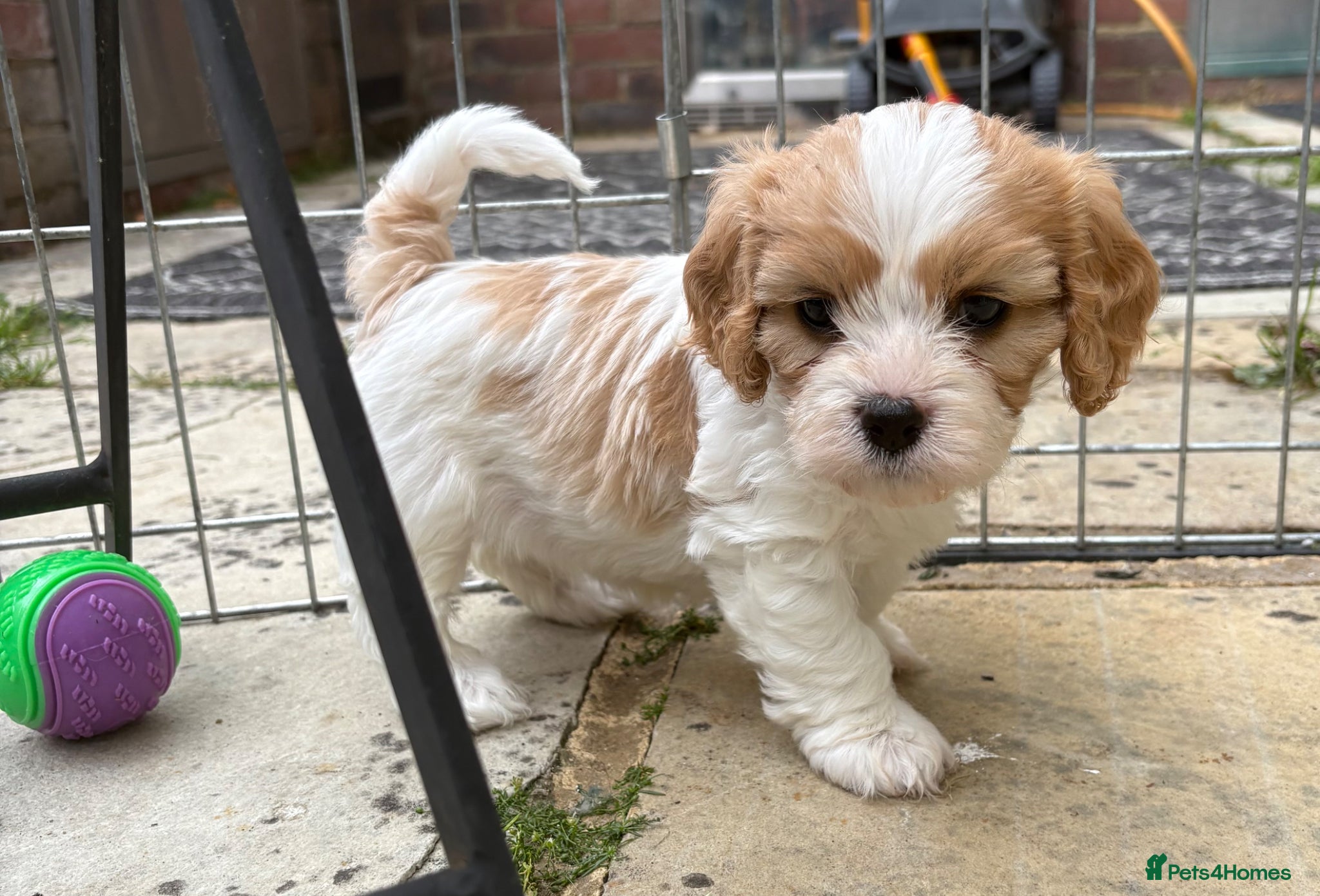 Cavapoochon dogs Beautiful Cavapoochon puppies - Advert 1