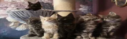 Maine Coon cats for sale: TICA reg HEALTH CHECKED Maine Coons - Advert 19