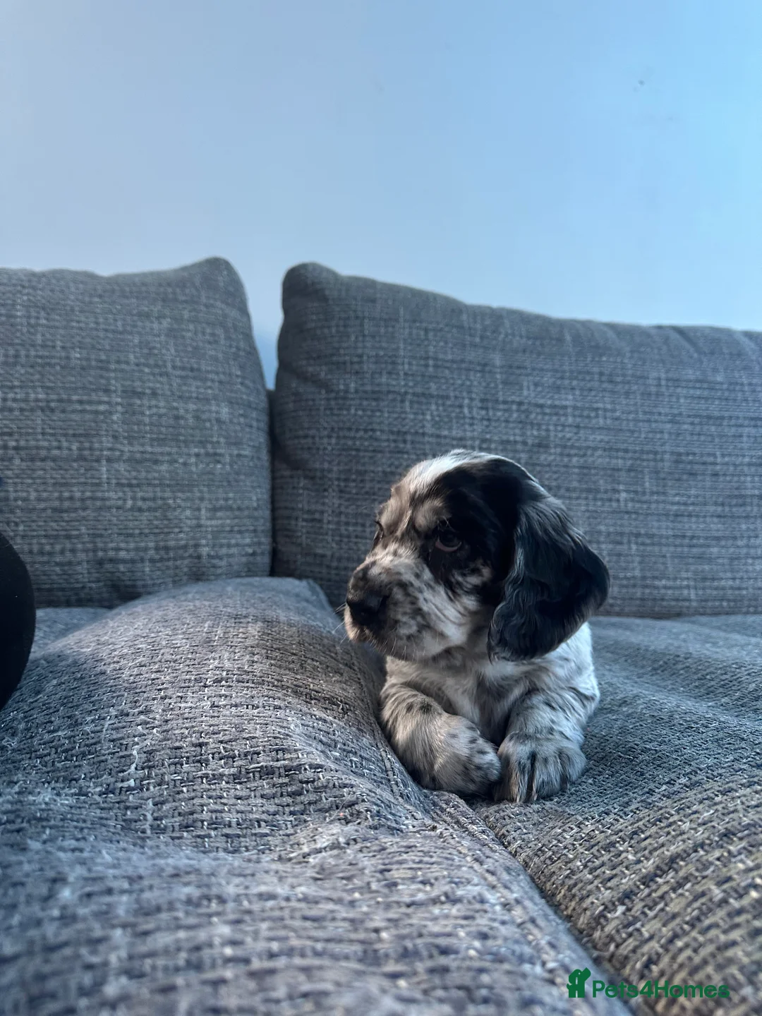 Cocker Spaniel dogs for sale: Working cocker spaniels - Advert 2